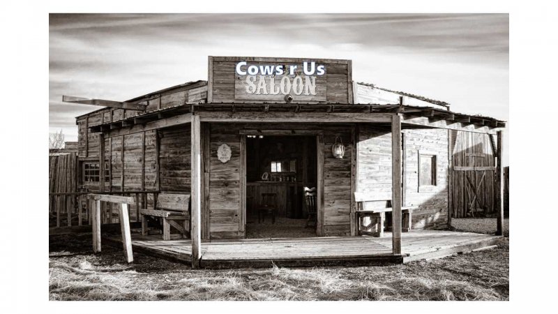 cows r us.jpg