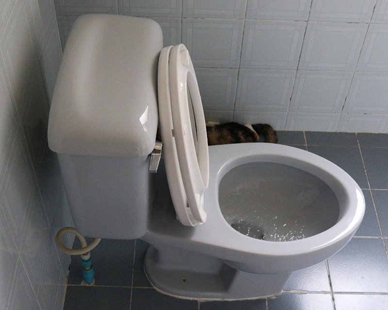 toilet 2 s.jpg