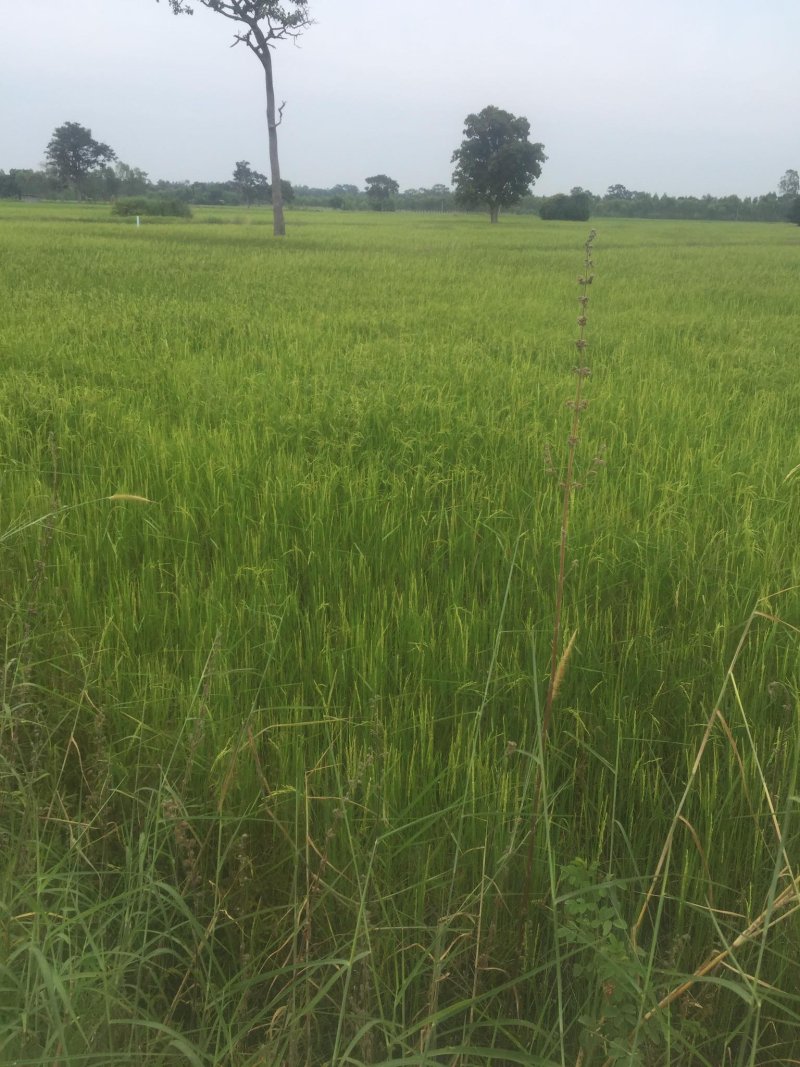 Rice Harvest 2020.jpg