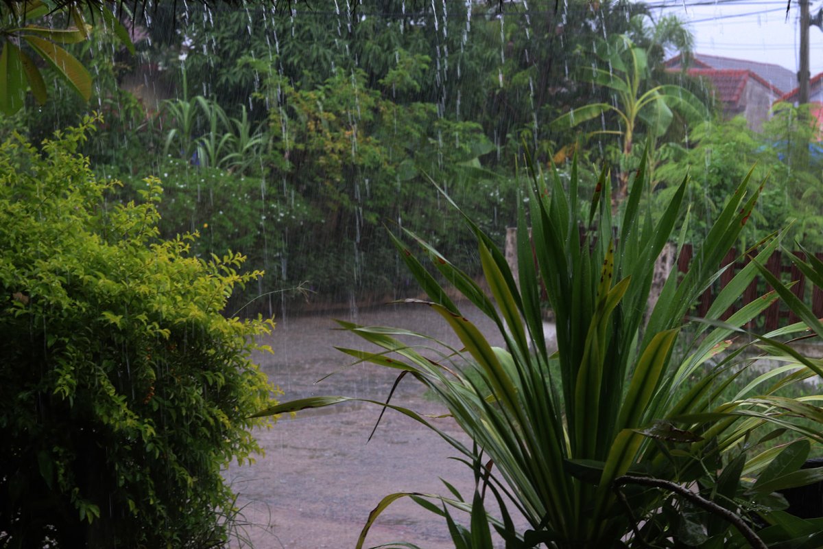 Bamboozled rain 2 s.jpg
